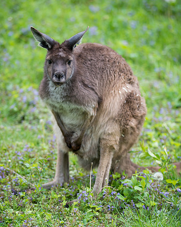 Kangaroo