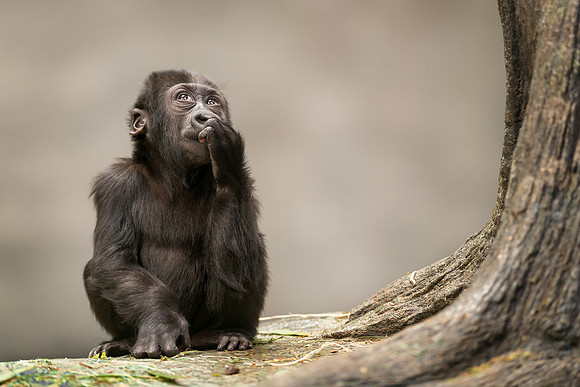 Infant gorilla