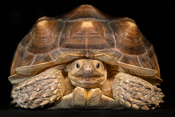 Under His Shell