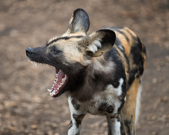 African wild dog