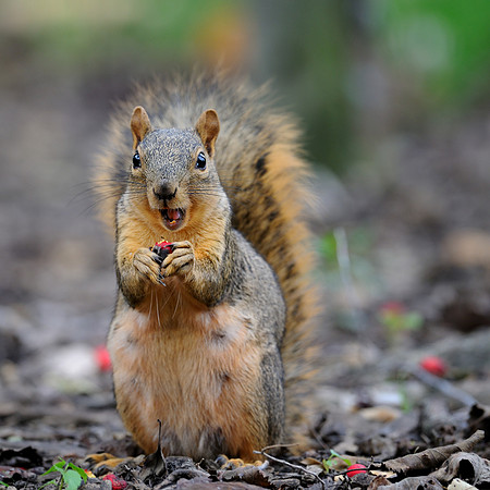Squirrel