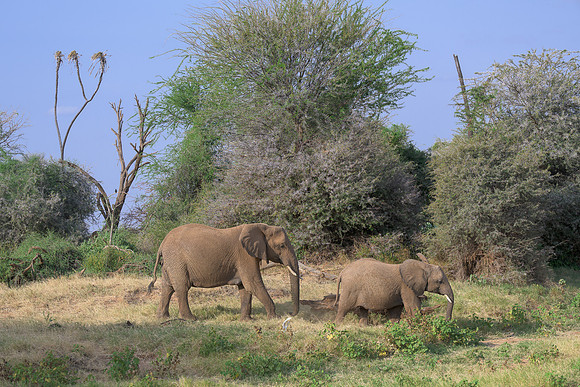 Elephants