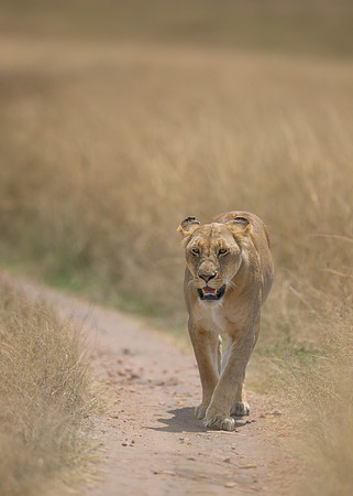 Lioness