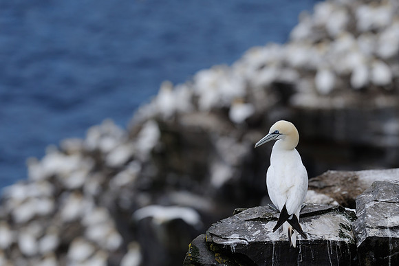 Northern gannet