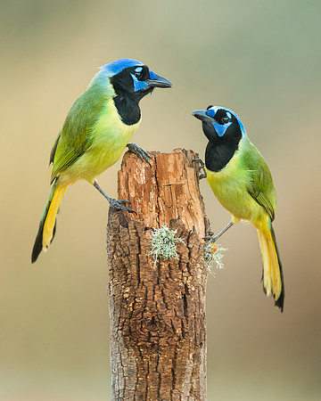 Green Jays