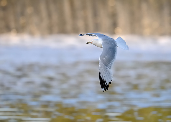 Gull in flight