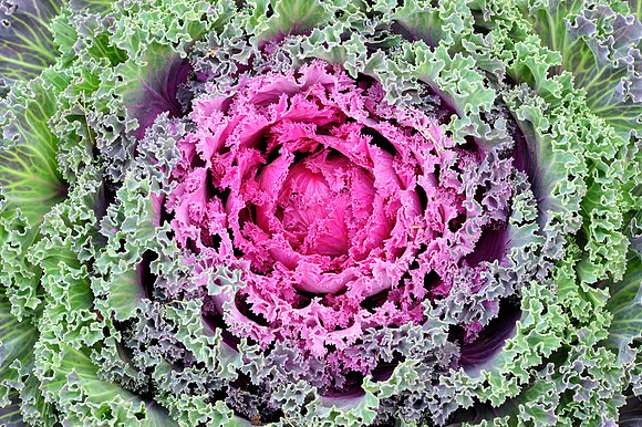 Ornamental pink cabbage