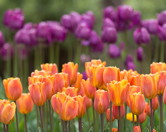 Tulips