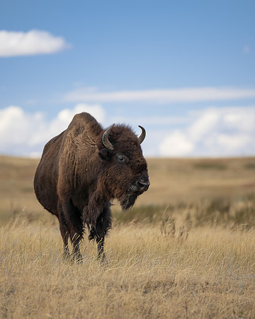 Bison