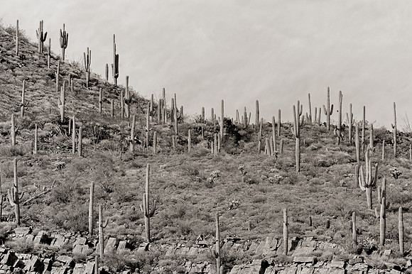 Saguaro cactus