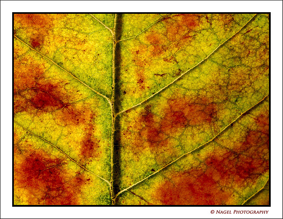 Leaf