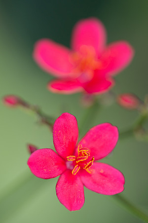 Pink flower