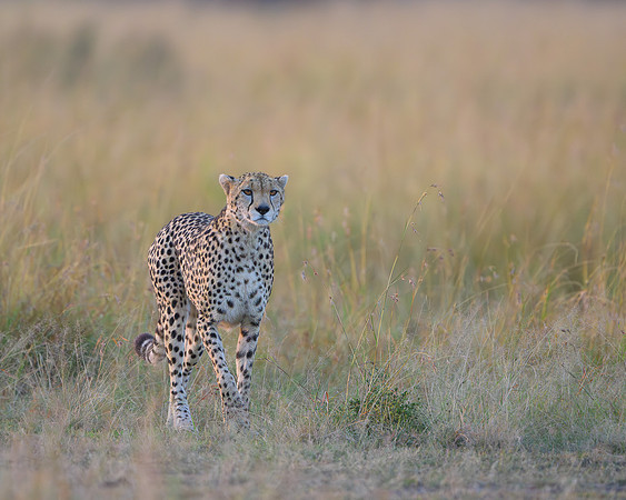 Cheetah