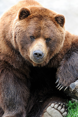 Grizzly bear