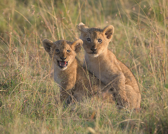 Lion Cubs