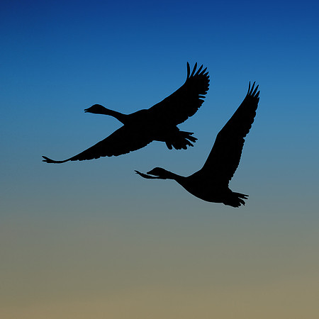 Canada geese