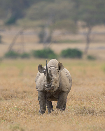 Black Rhinoceros
