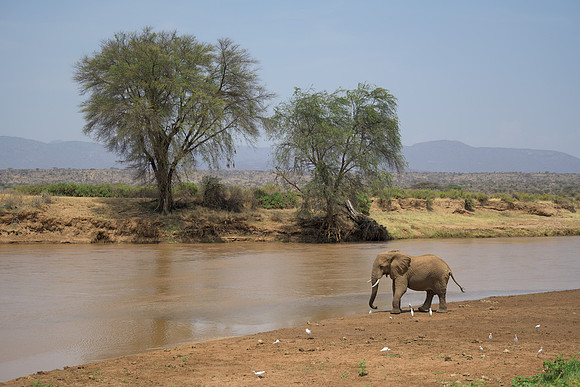 Elephant