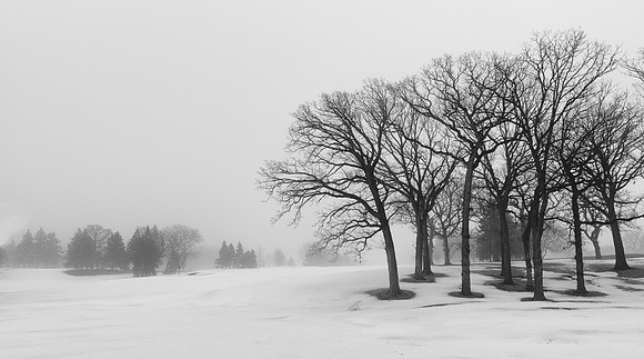 Forest's edge