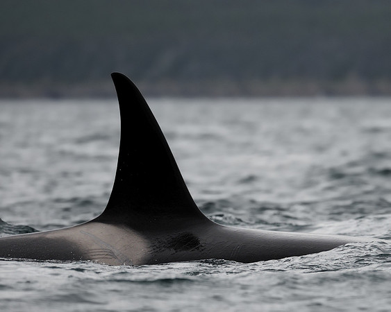 Orca whale fin