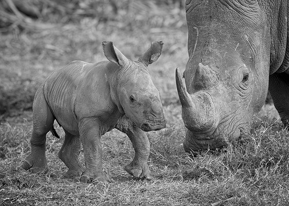 White Rhinoceroses