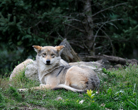 Mexican gray wolf