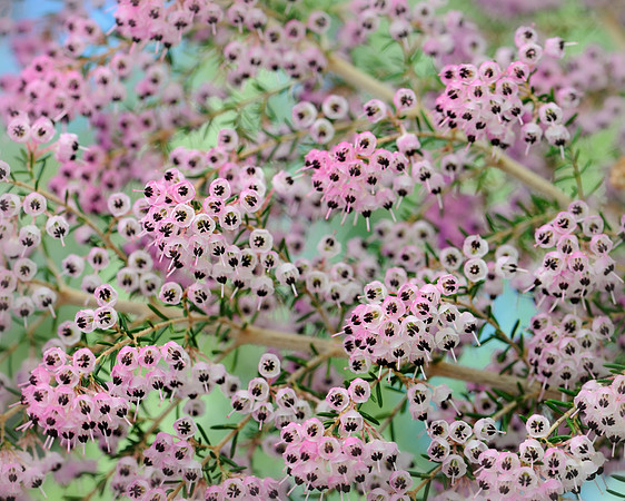 Pink erica flowers