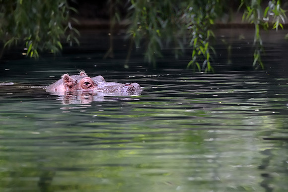 Hippopotamus