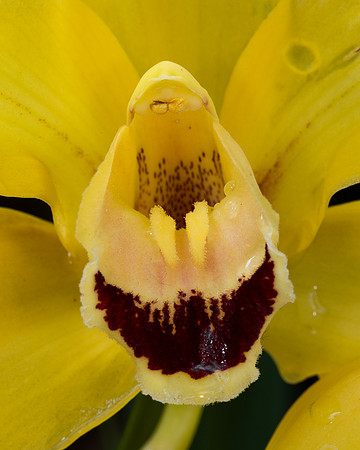 Yellow orchid